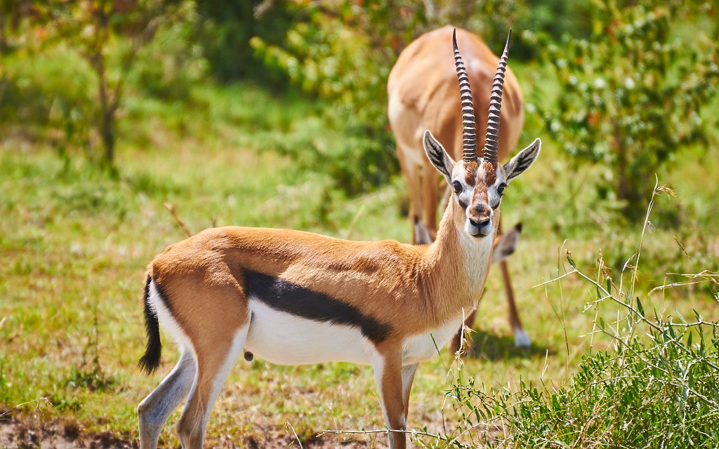 Thomson's gazelle